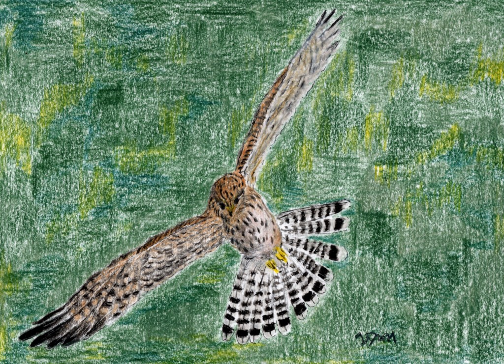 Zeichnung. Turmfalkendame im Flug