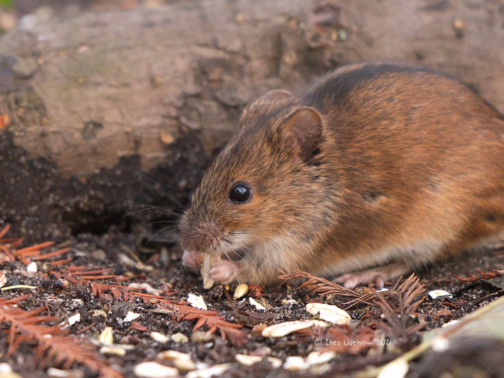 Knusper Knusper Mäuschen