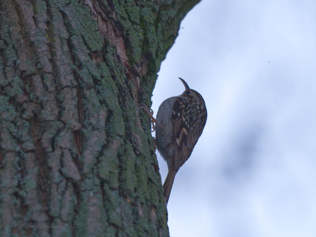 Knopfäuglein, gut getarnt