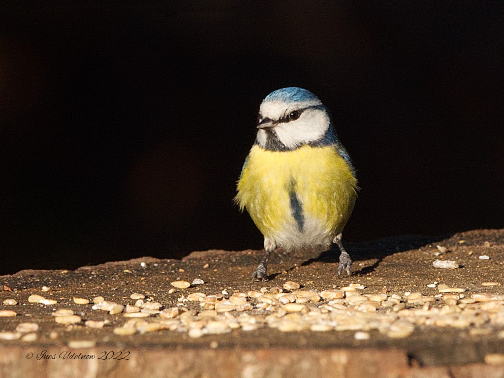 Blaumeise am Mittagstisch
