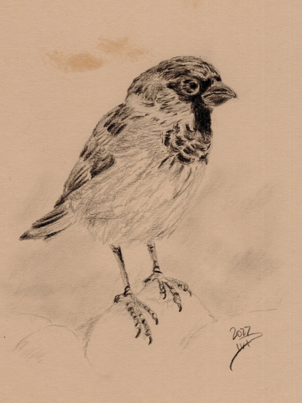 Bleistiftzeichnung. Sperling