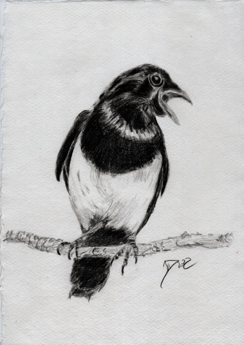 Bleistiftzeichnung. Elsterchen