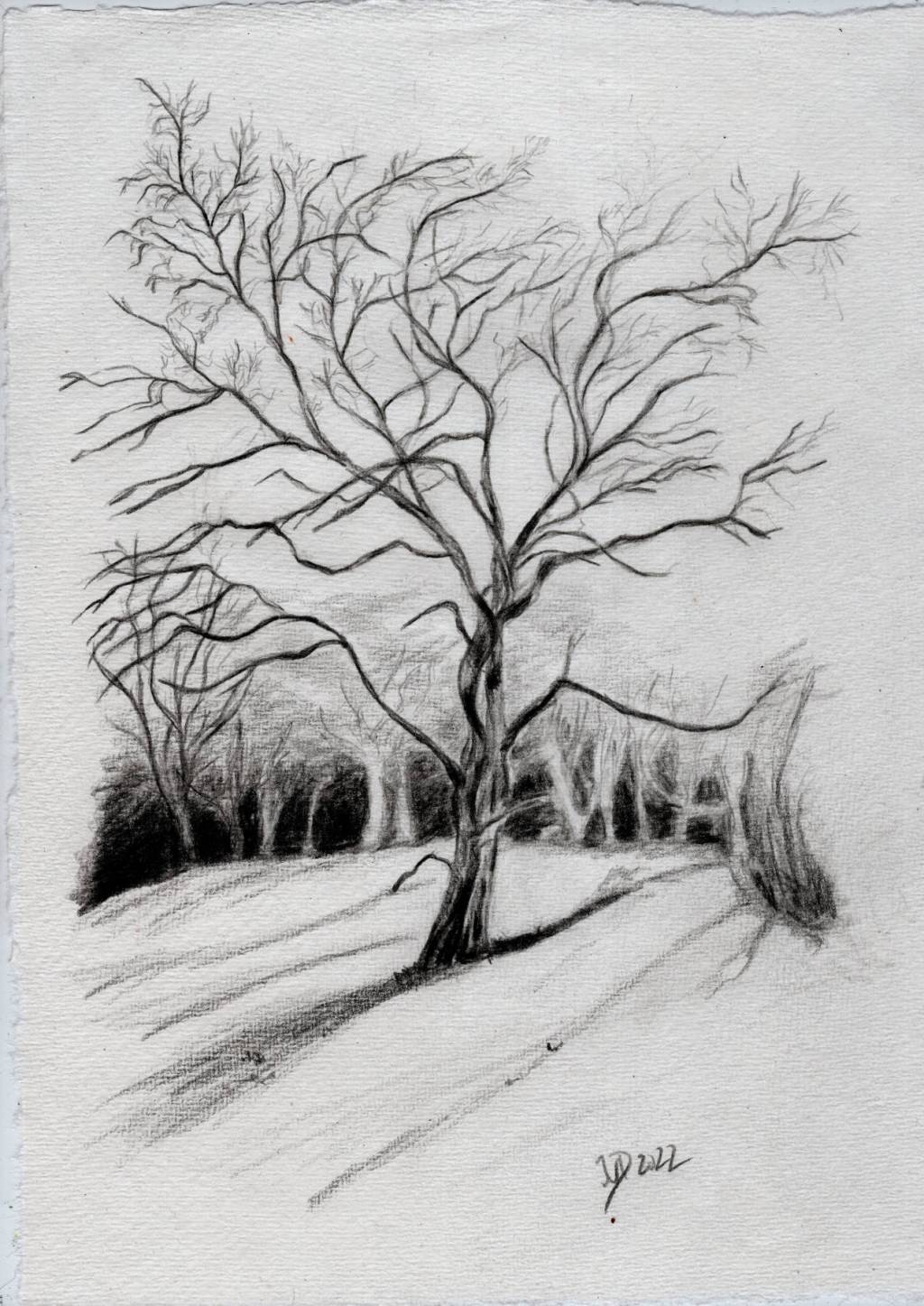 Bleistiftzeichnung. Winterbaum