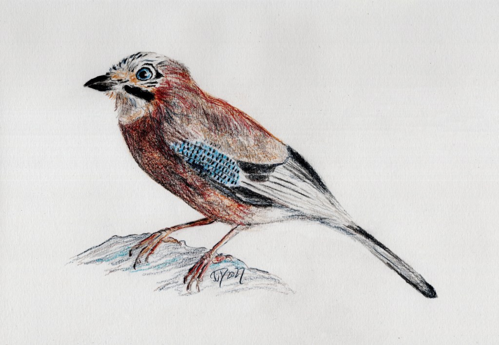 Buntstiftzeichnung. Eichelhäher
