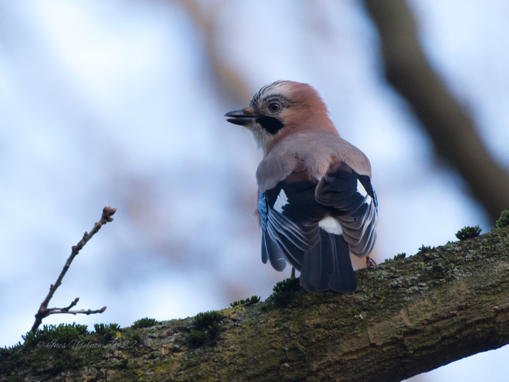 Eichelhäher. Noch einmal