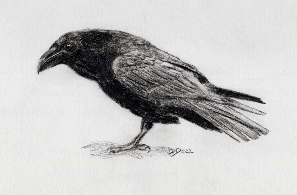 Bleistiftzeichnung. Kolkrabe