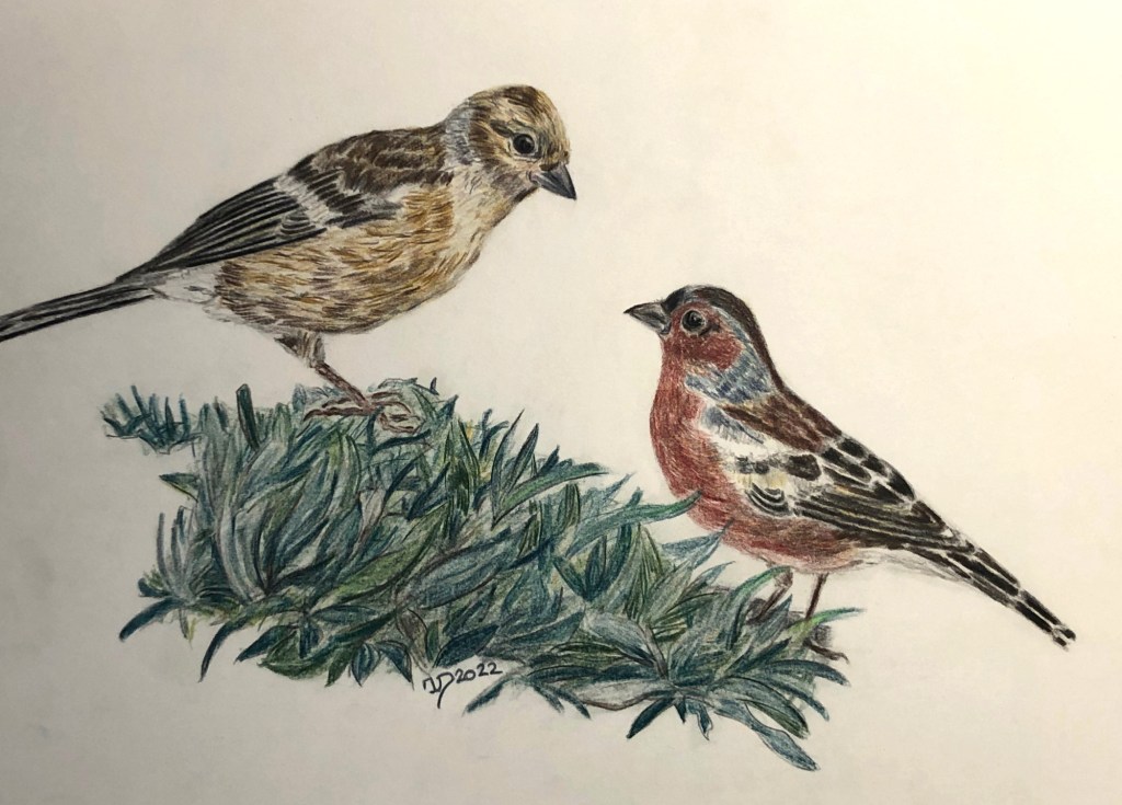 Buntstiftzeichnung. Buchfinkenpaar