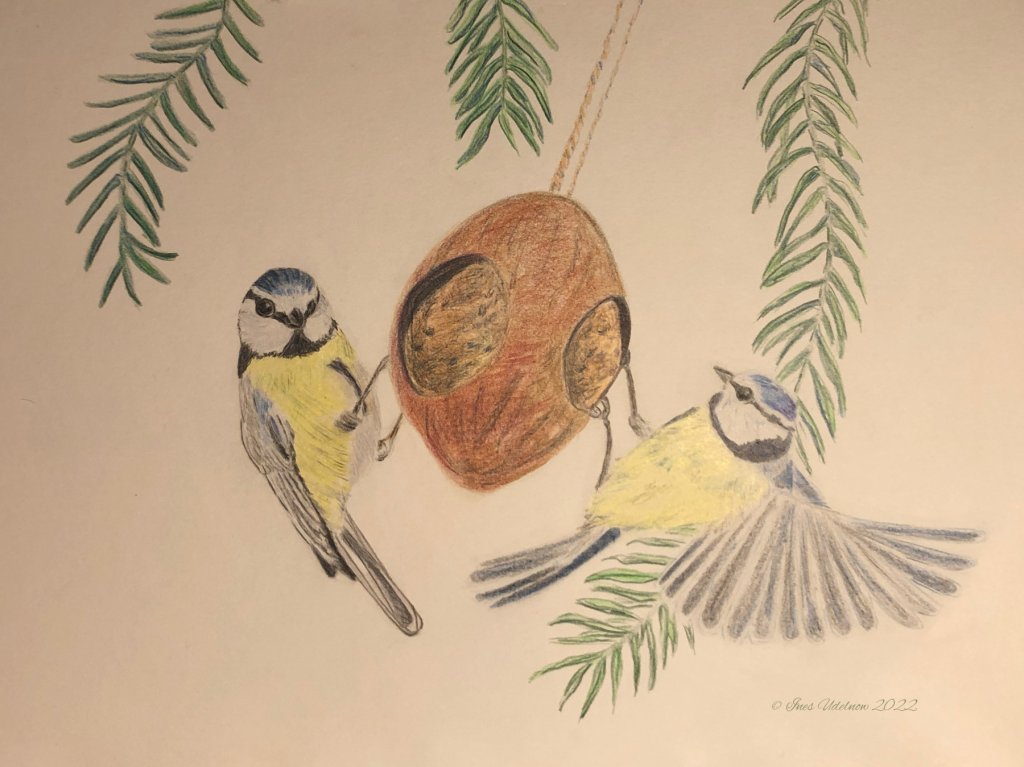 Buntstiftzeichnung. Zwei Blaumeisen