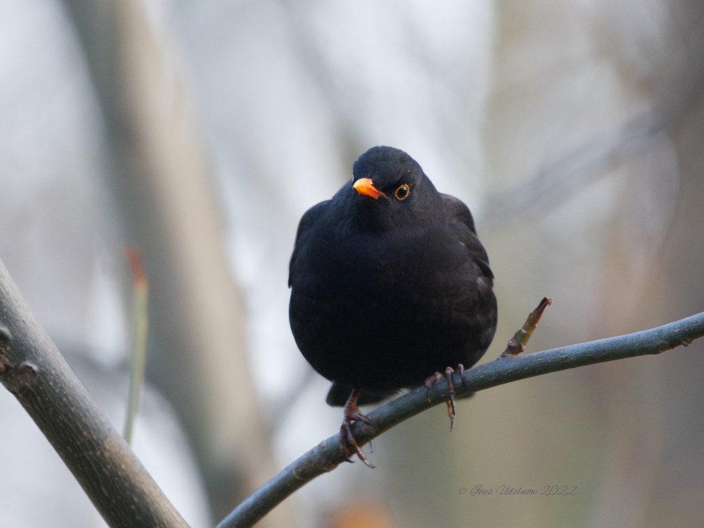 Herr Amsel