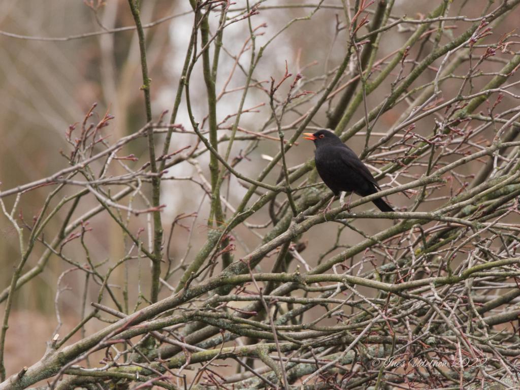 Herr Amsel