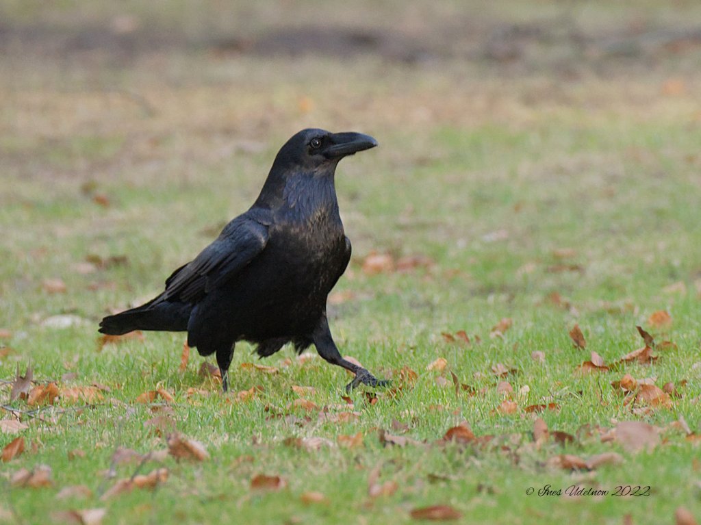 Kolkrabe corvus corax, schreitend&nbsp;…