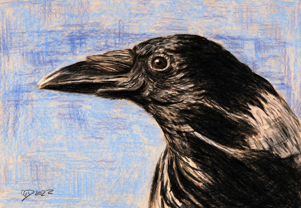 Buntstiftzeichnung. Nebelkrähe im&nbsp;Profilportrait