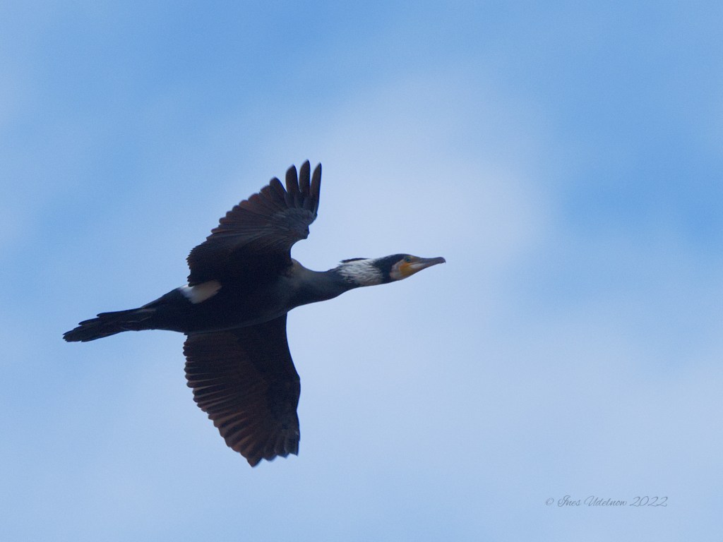 Die Kormorane vom&nbsp;Köppchensee