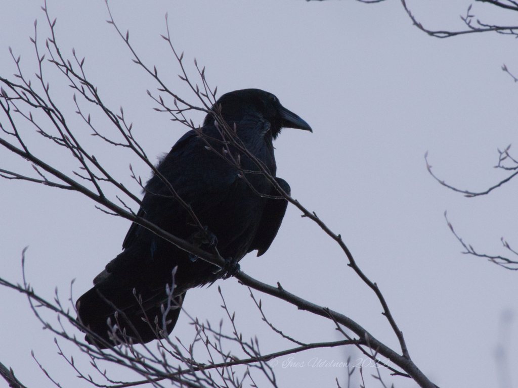 Die Tiergarten-Kolkraben am 23. Februar&nbsp;2022