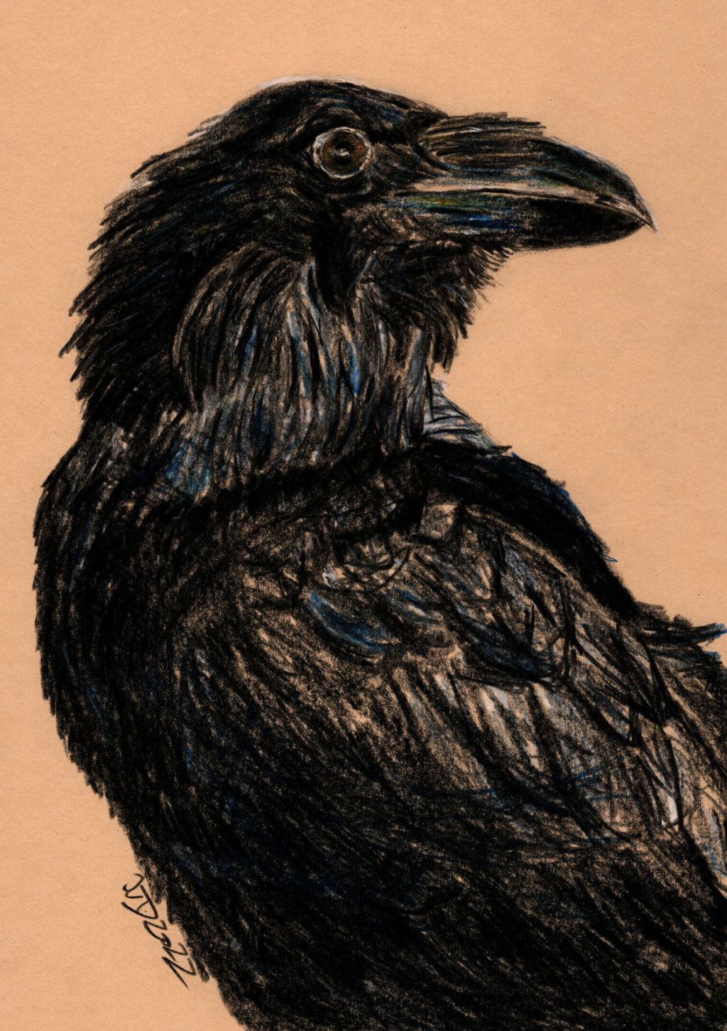 Zeichnung. Kolkrabe, Portrait