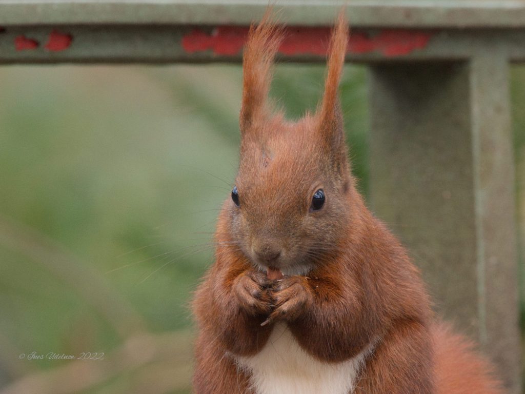 Eichhörnchen / squirrel