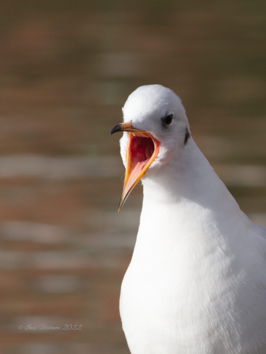 Tiefer Schnabelblick