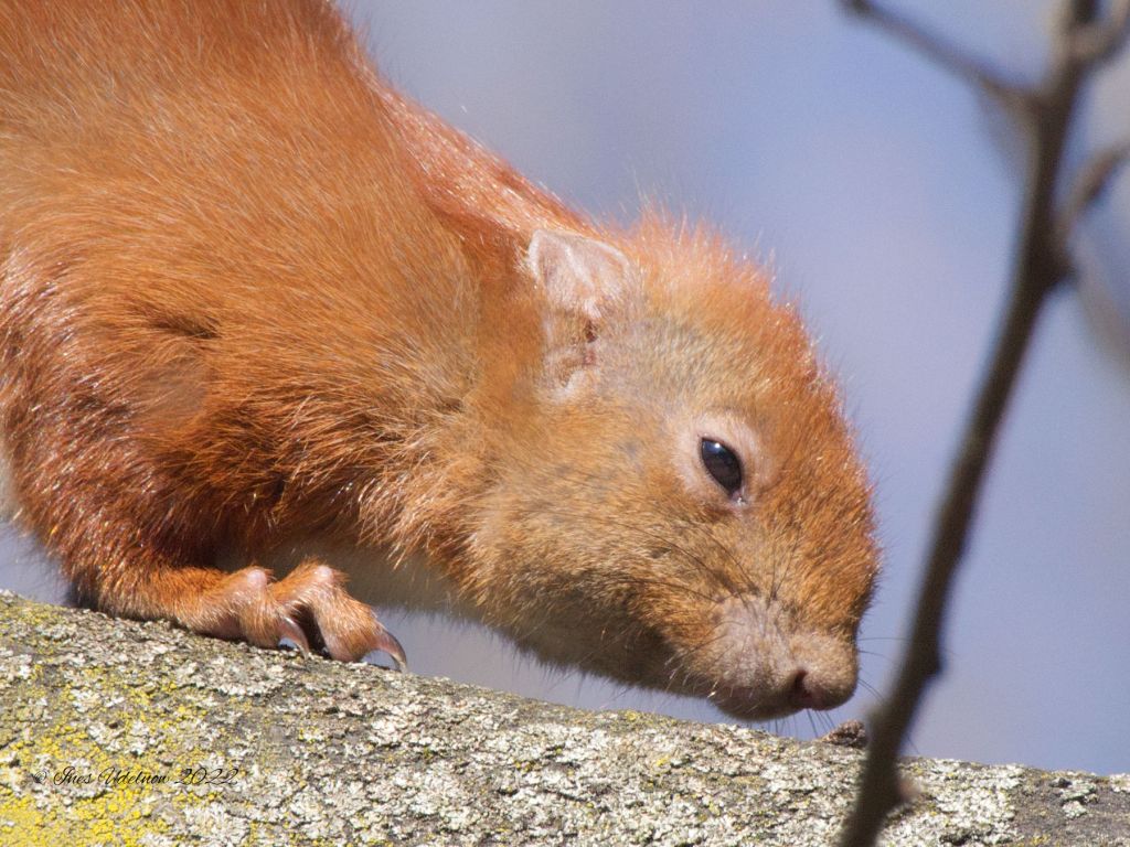Eichhörnchen, ganz nah