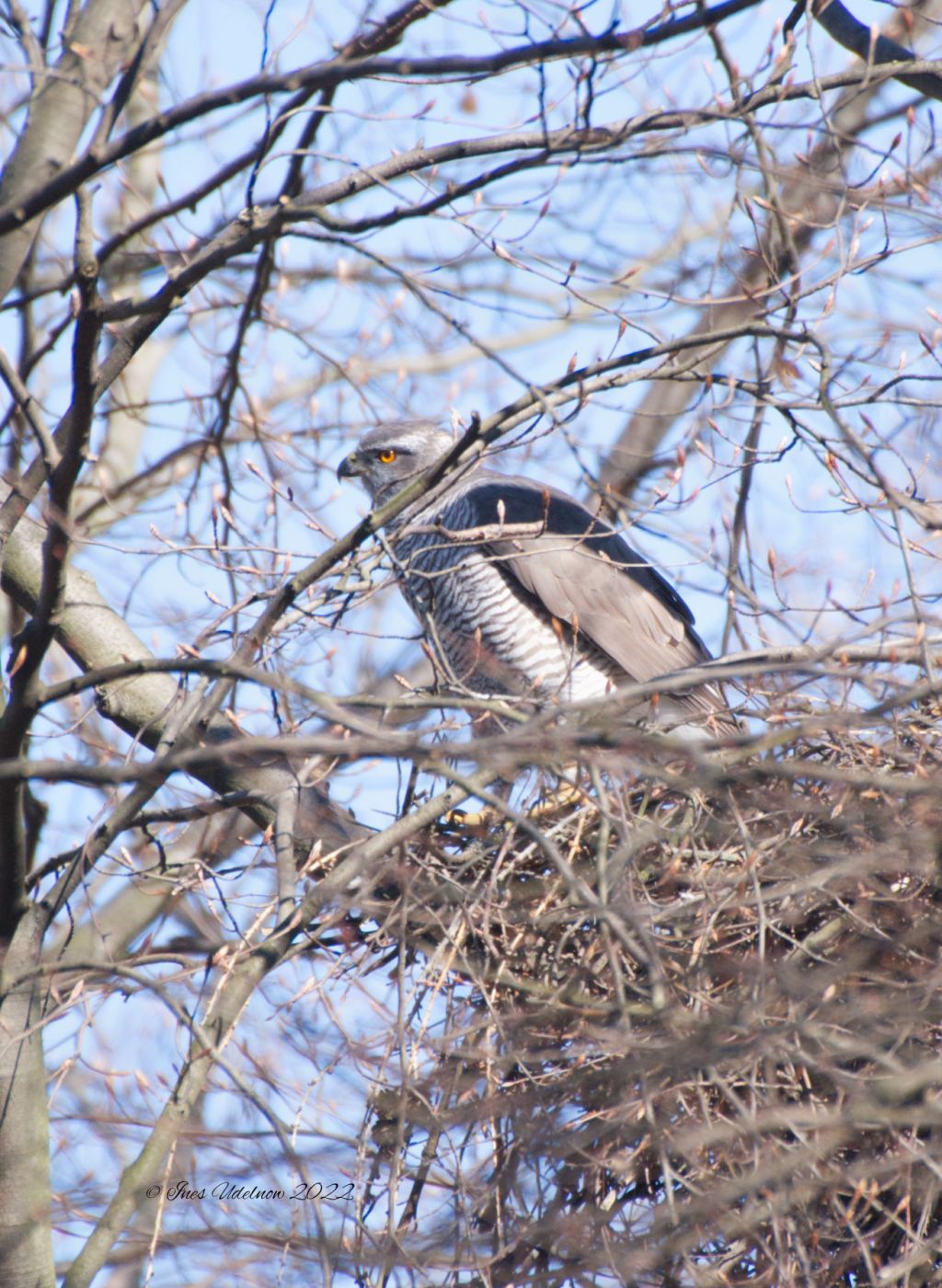 Noch einmal: Habicht im&nbsp;Horst