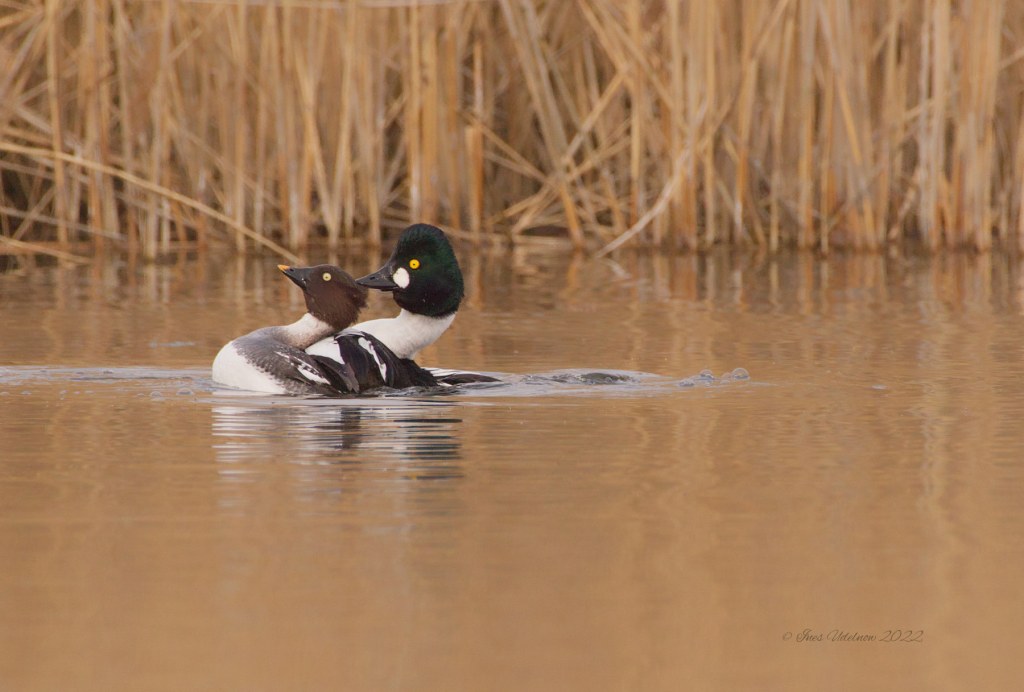 Schellenten im Paarungsglück