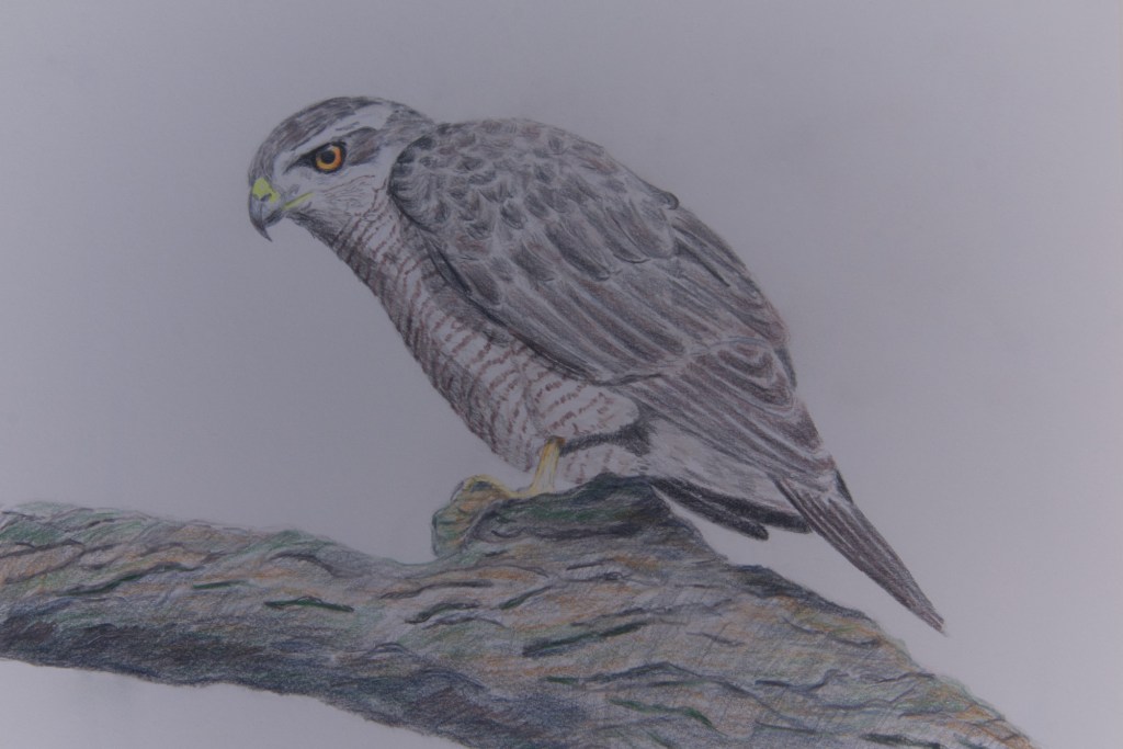 Buntstiftzeichnung. Habicht / goshawk&nbsp;/