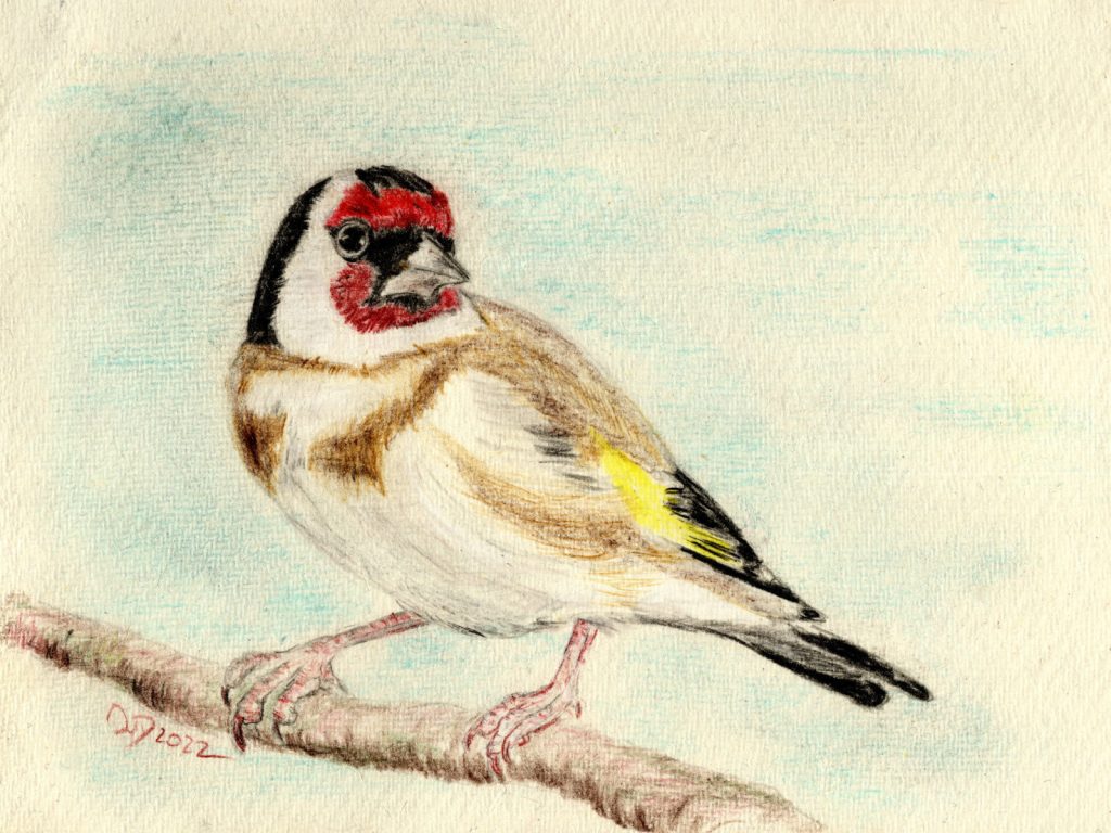 Buntstiftzeichnung. Stieglitz