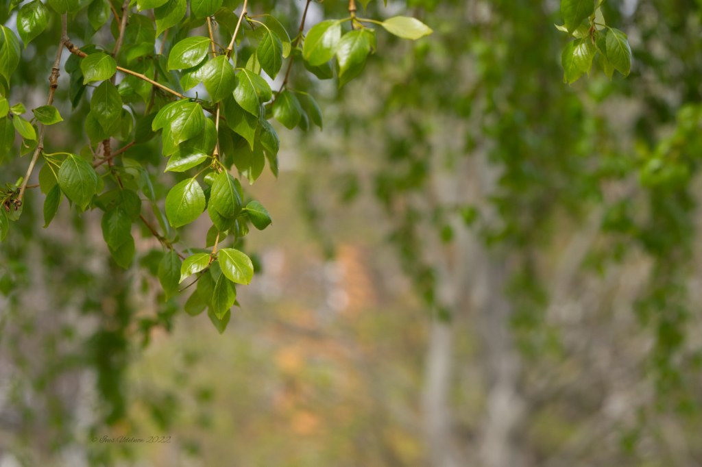 Frühlingsgrüner Laubvorhang