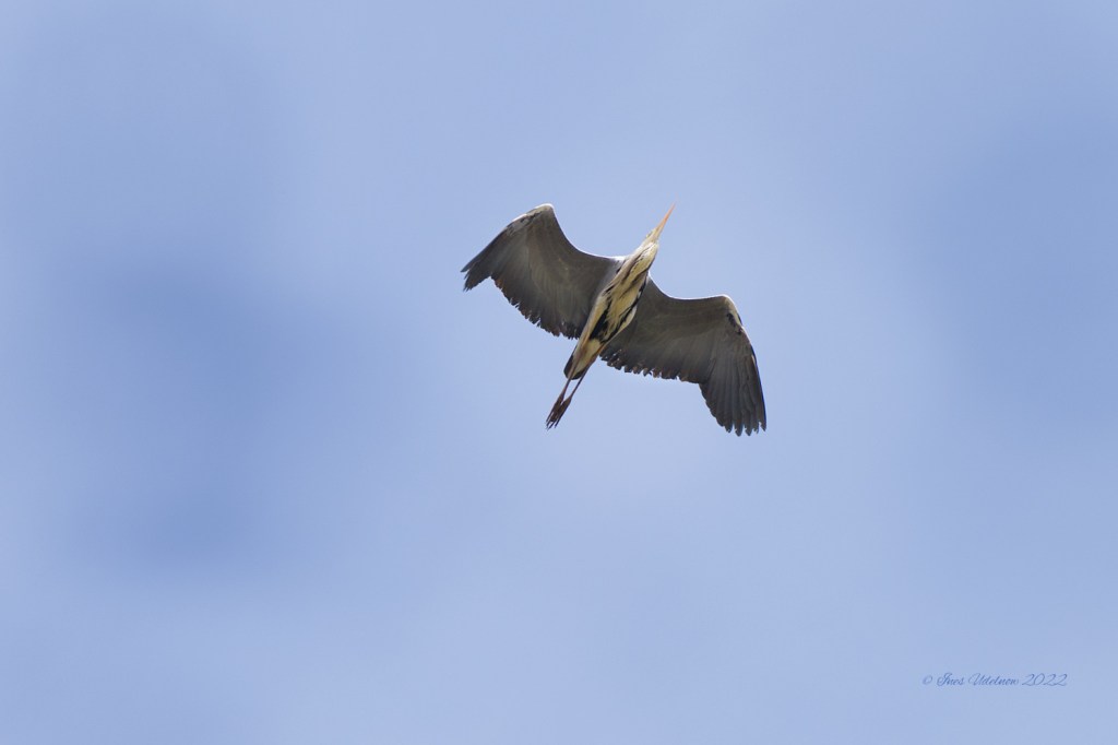 Graureiher am Himmel über&nbsp;Berlin