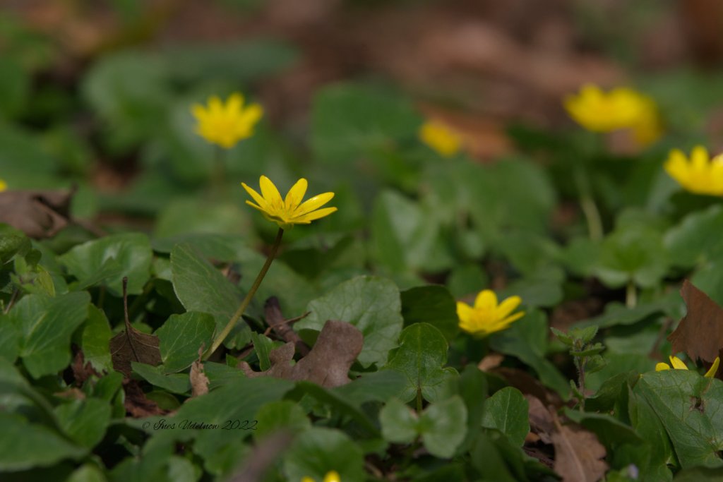 Drei Mal Frühlingsgelb