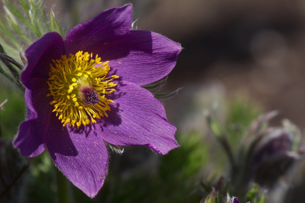 Die Kuhschelle meiner&nbsp;Mama