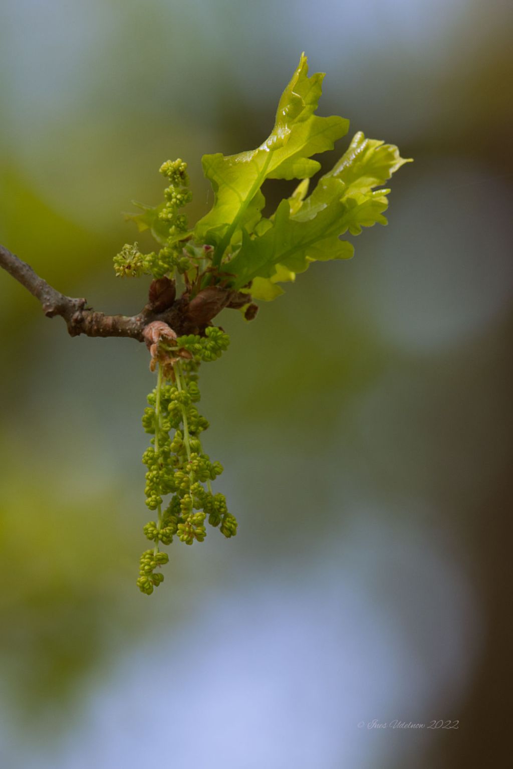 Im Park. Junges Eichengrün