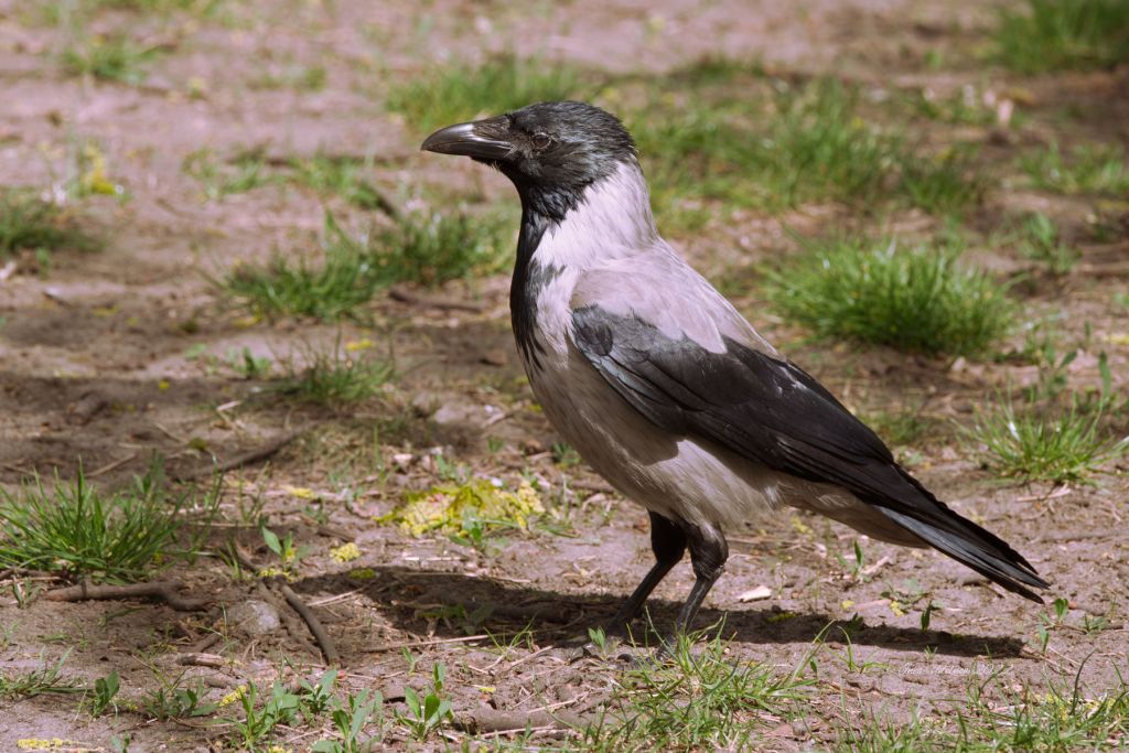 Im Park. Nebelkrähe