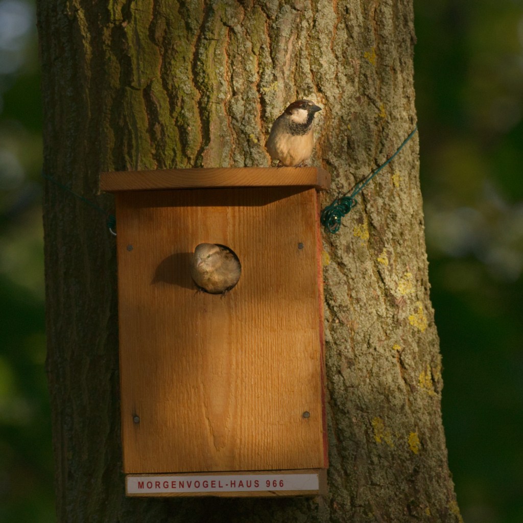 MORGENVOGEL-HAUS. Abendstimmung bei&nbsp;Spatzens