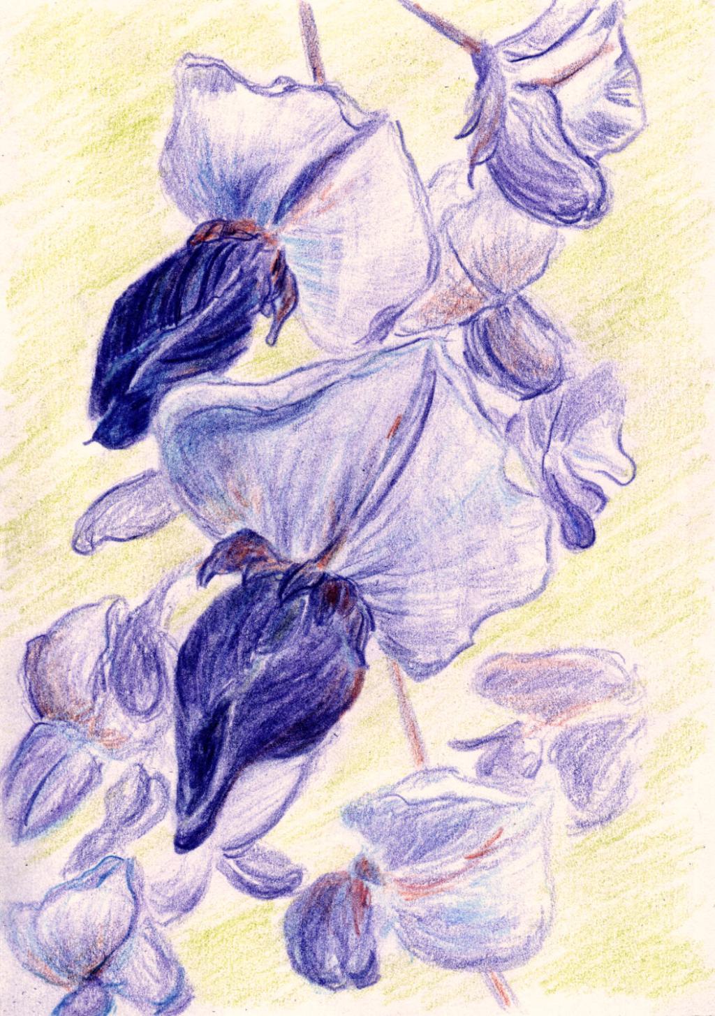 Miniaturzeichnung. Blauregen