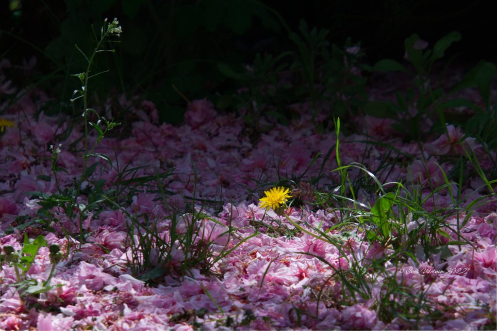 Kirschblütenteppich