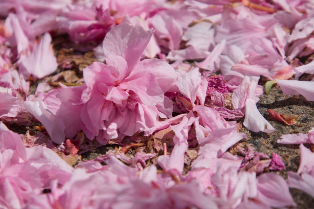 Kirschblütenteppich (2)