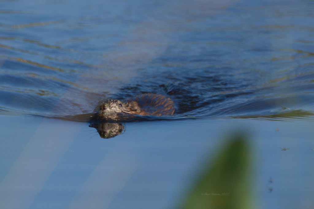 Biber. Gleich wieder&nbsp;weg