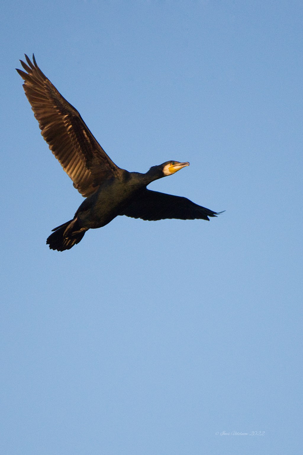 Kormoran im Abendlicht