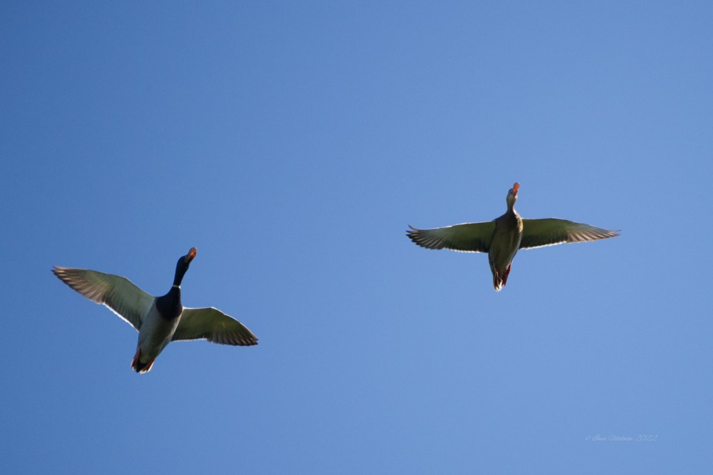 Nicht zu überhören