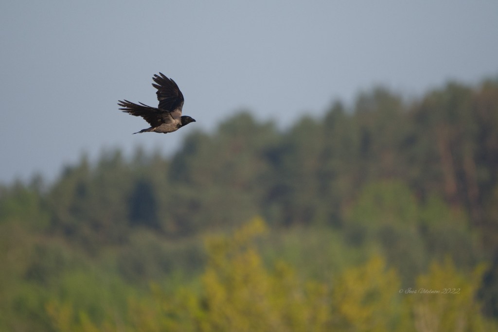 Nebelkrähe überm Köppchensee