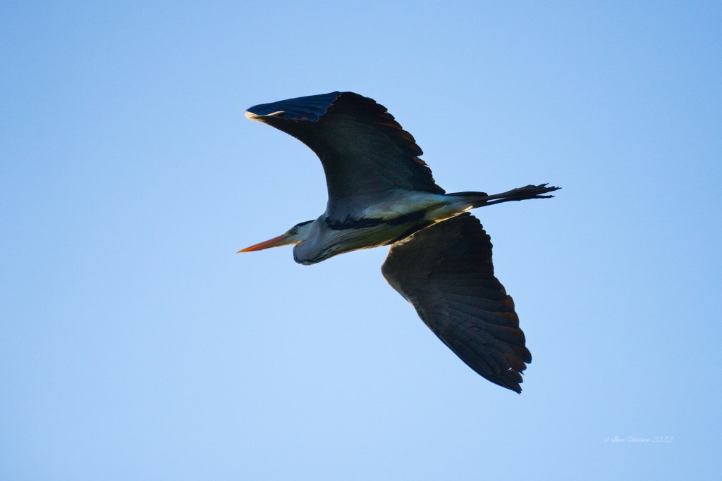 Graureiher im Morgenzart