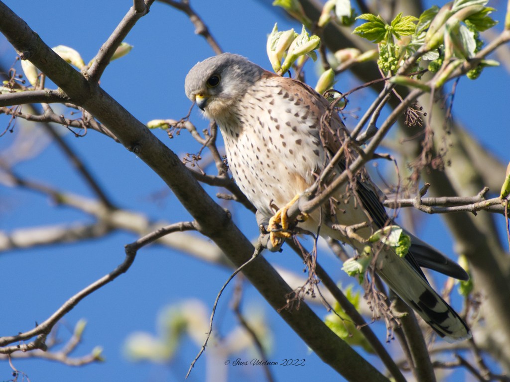 Turmfalke. Auf der&nbsp;Lauer