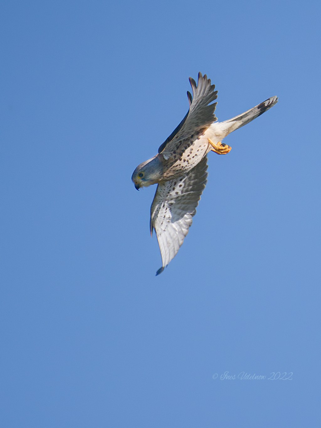 Im Sturzflug. Turmfalke