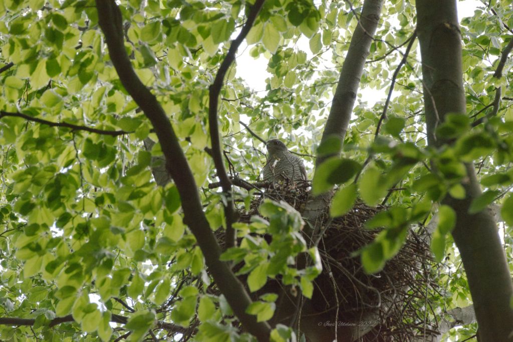 Madame Habicht Anfang&nbsp;Mai