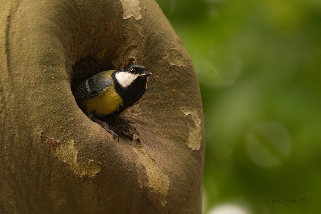 Daheim bei Kohlmeisens