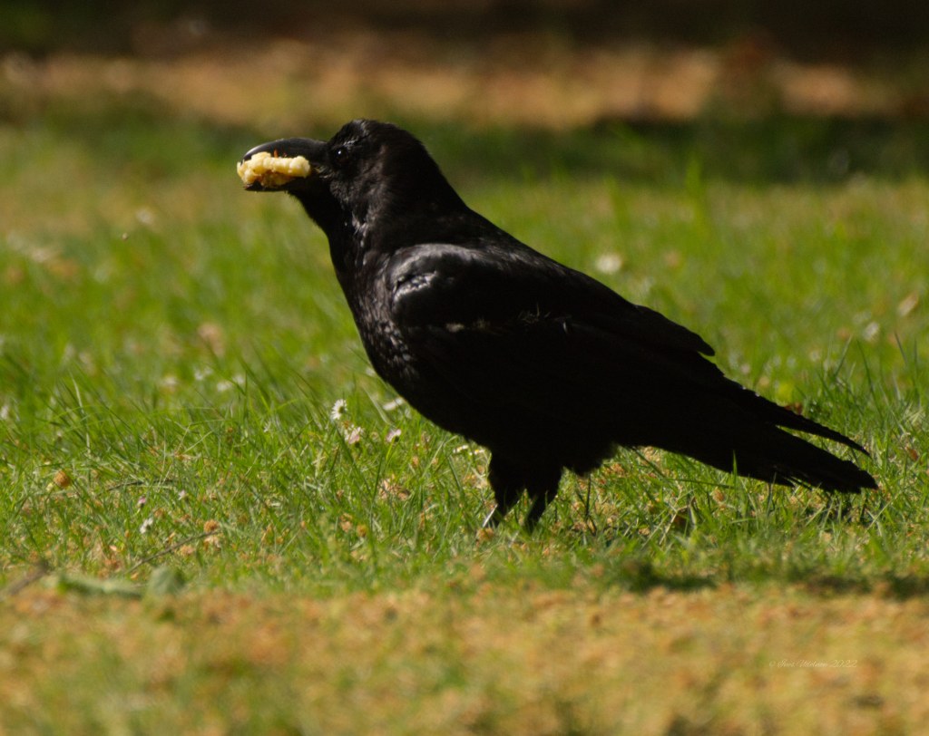Kolkraben. Schon groß
