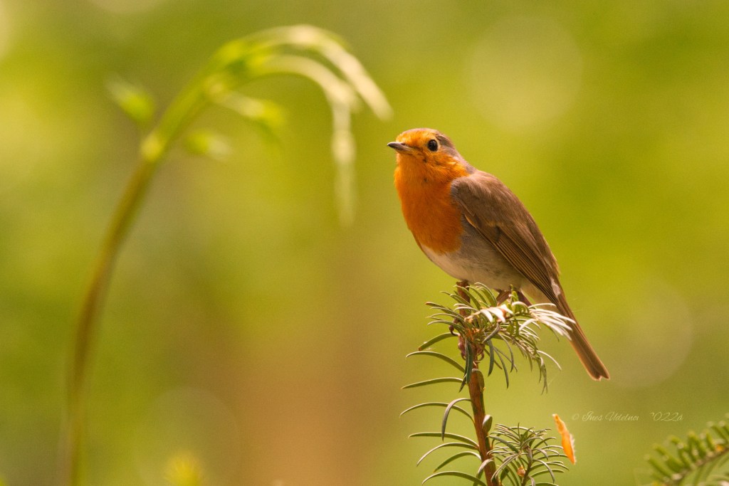 Rotkehlchen. Tausendschön