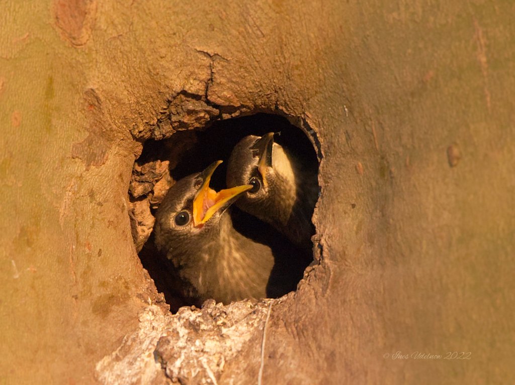 Und da ist auch noch die Starenschwester