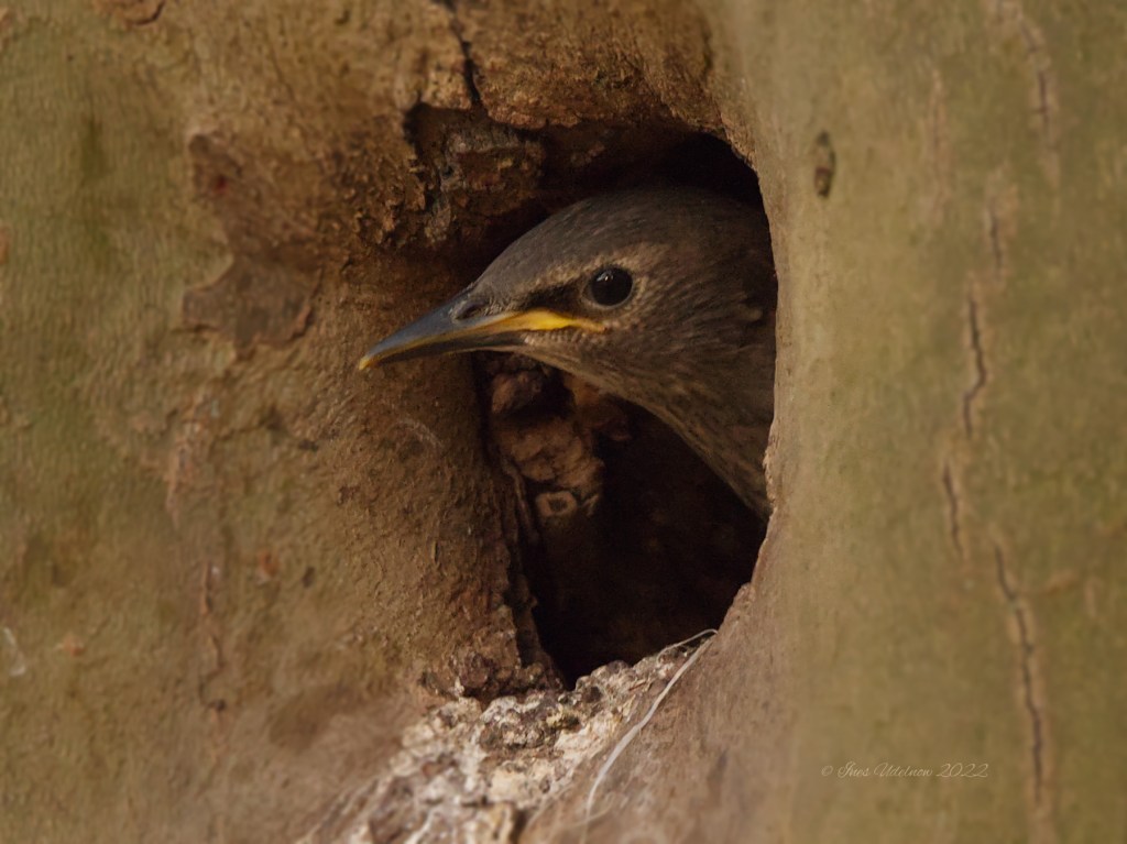 Junger Star in der Platane