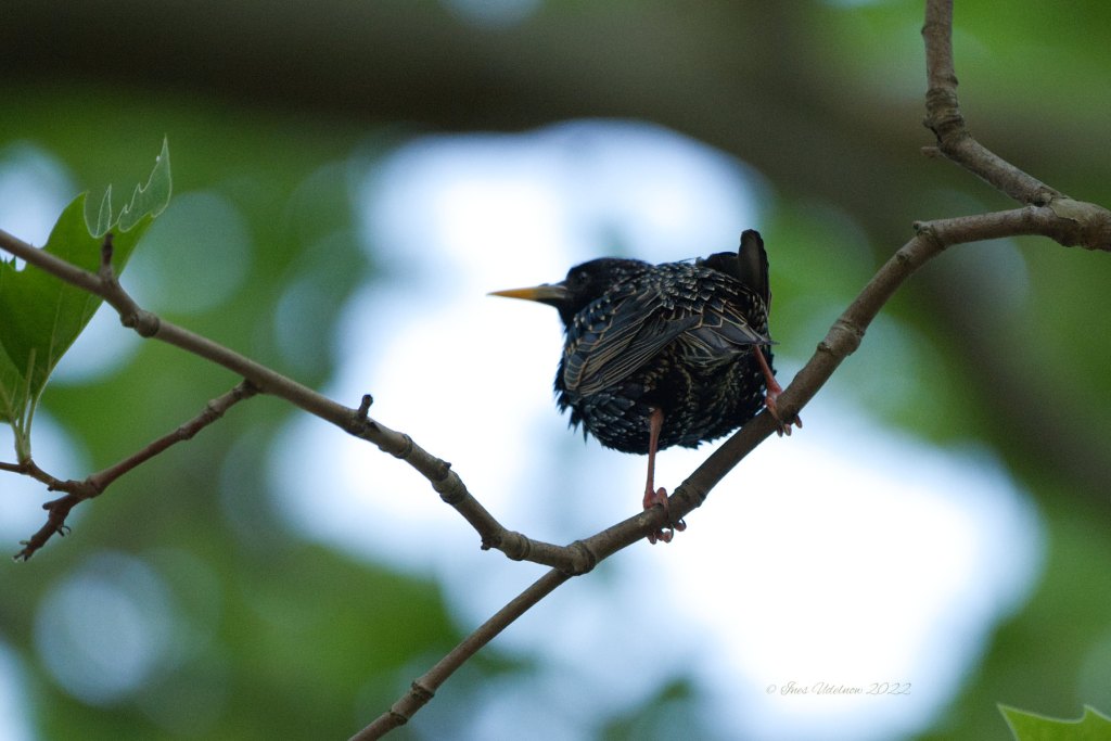 Weil sie so schön sind